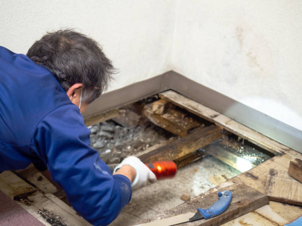 Best Emergency Mold Remediation in Livonia, LA