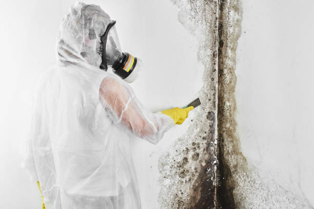 Best Attic Mold Remediation in Livonia, LA