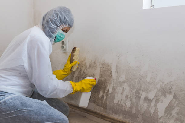 Best HVAC Mold Remediation in Livonia, LA