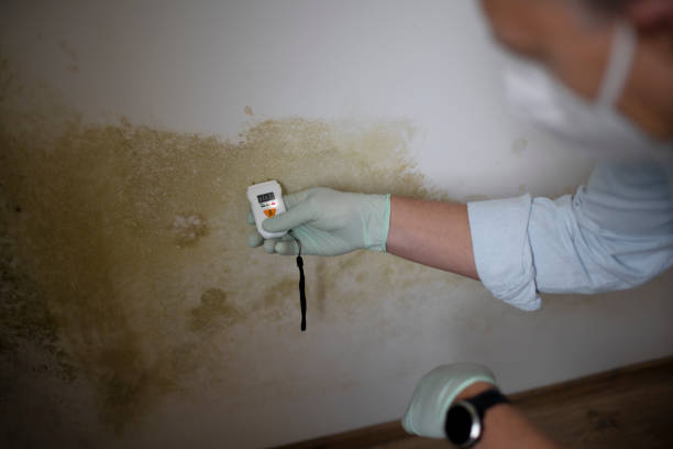 Best Commercial Mold Remediation in Livonia, LA