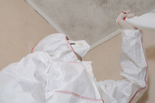 Reliable Livonia, LA Mold Remediation Solutions